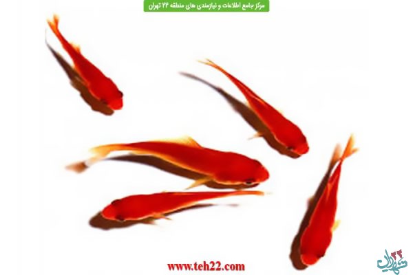 تصویر شماره جلوگیری از رهاسازی ۱۰ هزار ماهی قرمز در دریاچه شهدای خلیج فارس و انتقال به آبشار تهران