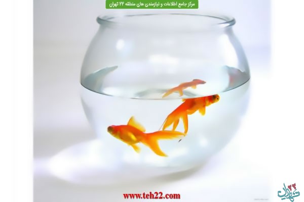 تصویر شماره جلوگیری از رهاسازی ۱۰ هزار ماهی قرمز در دریاچه شهدای خلیج فارس و انتقال به آبشار تهران