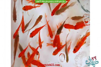 جلوگیری از رهاسازی ۱۰ هزار ماهی قرمز در دریاچه شهدای خلیج فارس و انتقال به آبشار تهران